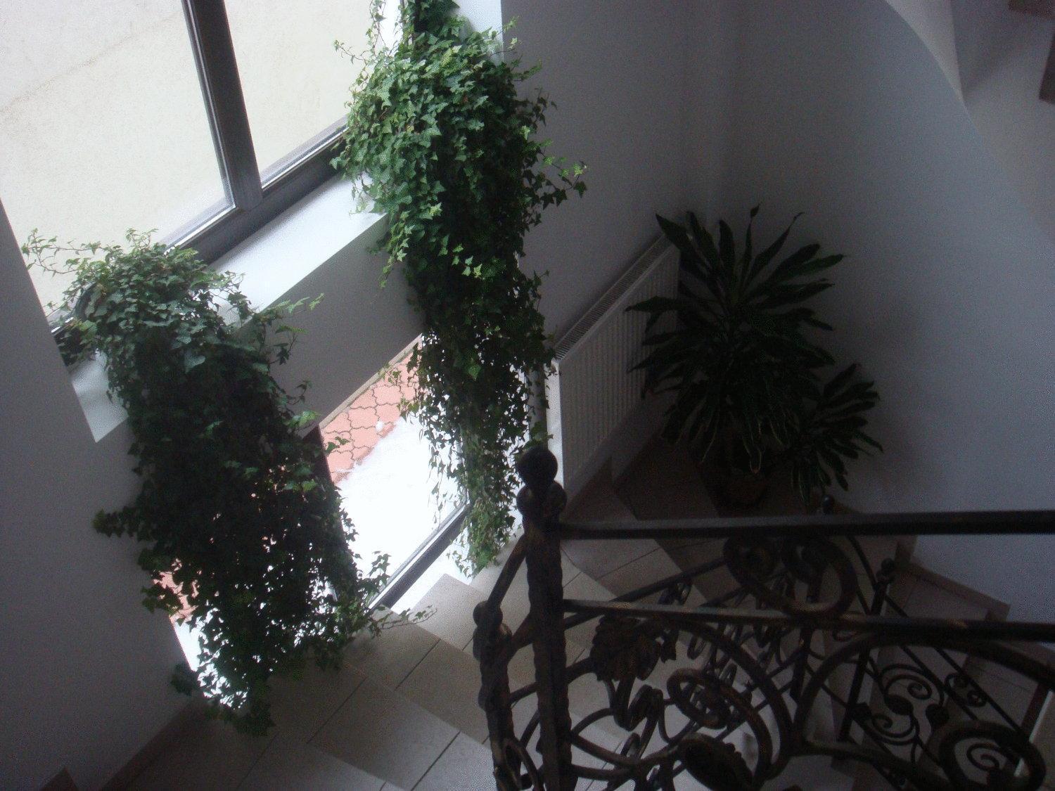 Villa Edera Residence - Gazda Profesionista Bucarest Exterior foto